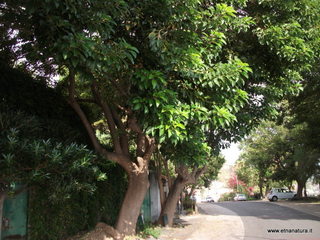 iazzette-13-11-2012 09-18-52